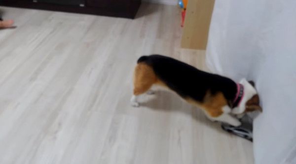 ラジコンを襲撃するコーギー