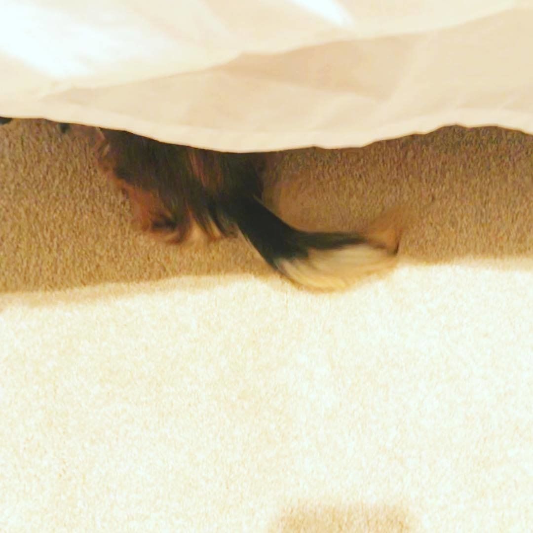 アロハちゃん、しっぽ見えてるよ～♪