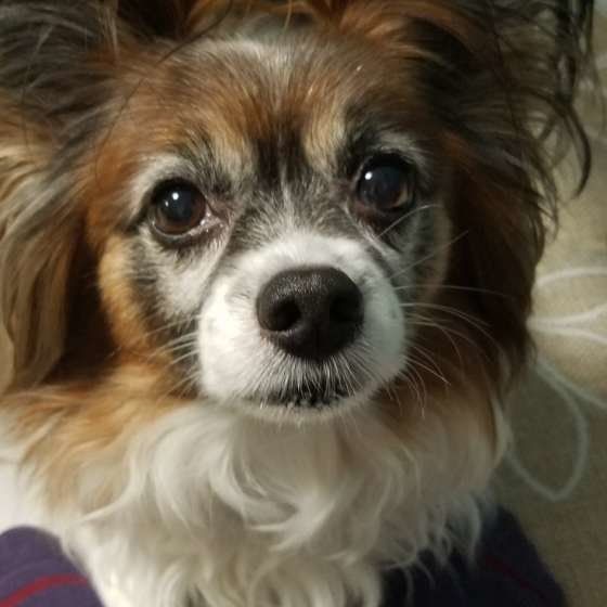 パピヨンのポッキーくん