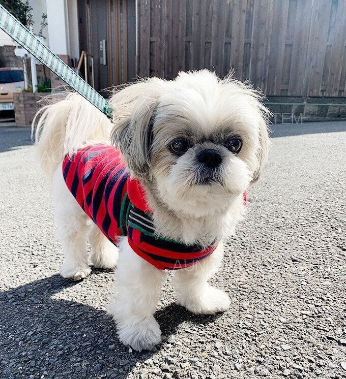 シーズー犬マンガてんぽshihtzu