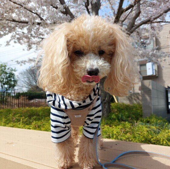 トイ・プードルのハービーちゃん
