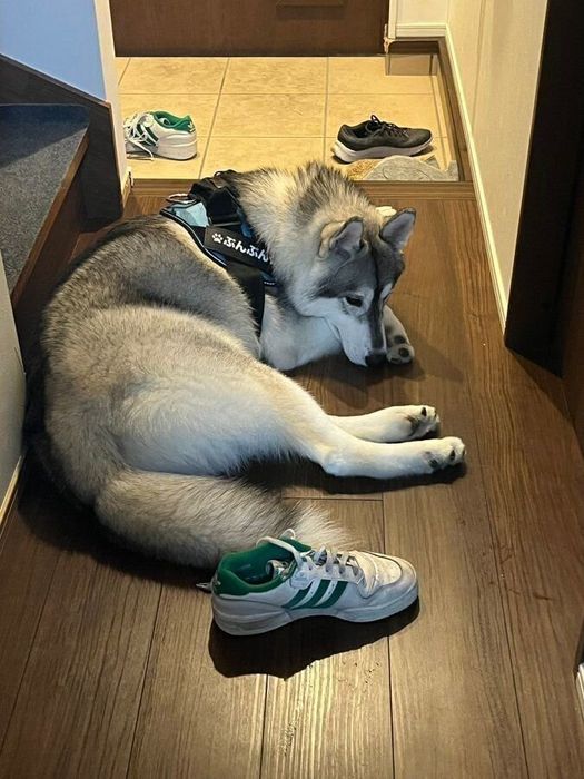 とにかくお散歩が大好きだというぷんぷんくん この日も待ちきれず靴を持ってアピールしていたのだそう