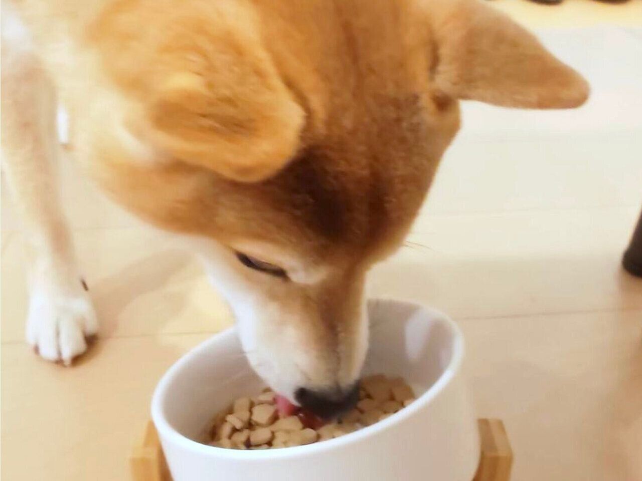 「アンチノール プラス スキンサポート」の与え方イメージ（モデルは柴犬）