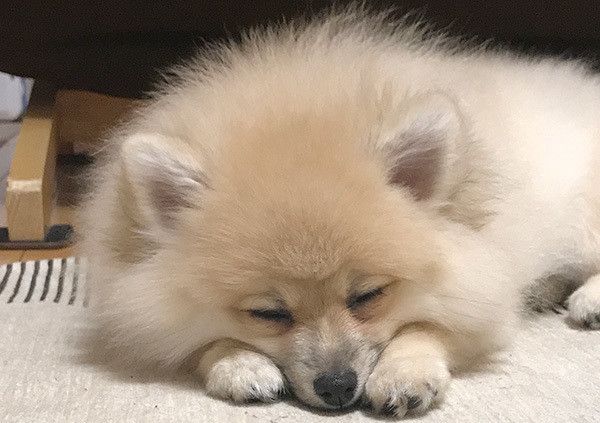 眠るポメラニアン
