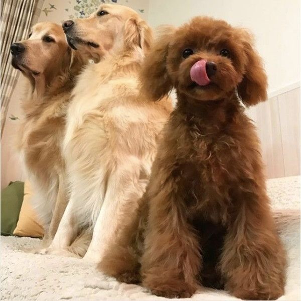 トイ・プードル