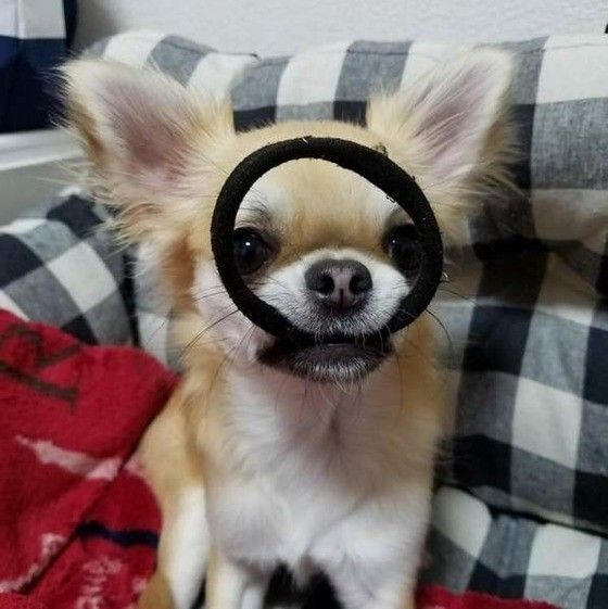 イタズラしちゃうチワワ