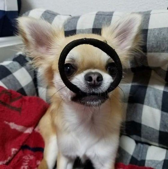 イタズラしちゃうチワワ