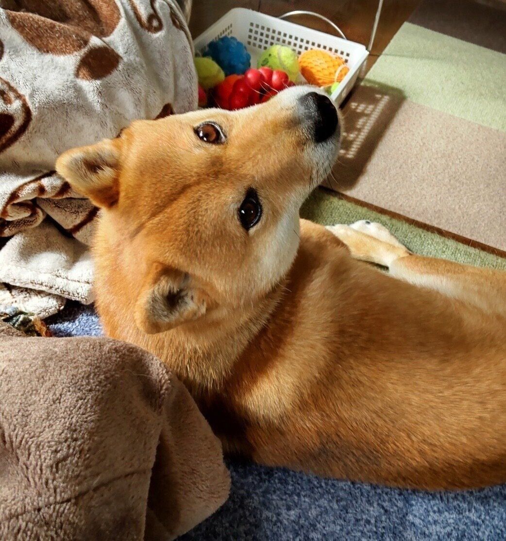 見つめる福くん