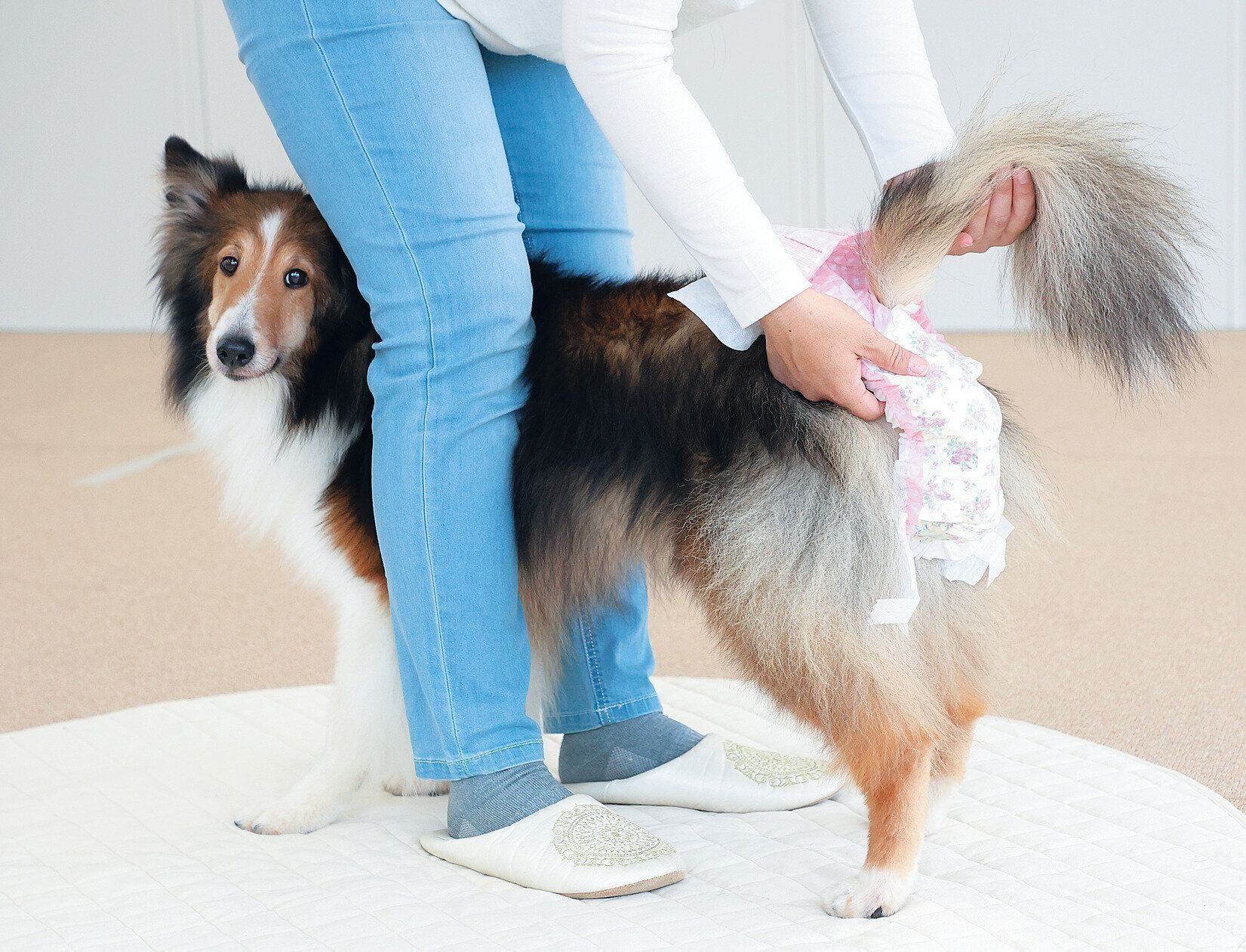 おむつを履く犬