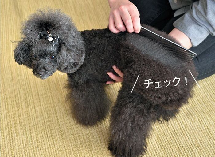 ブラッシングされる犬