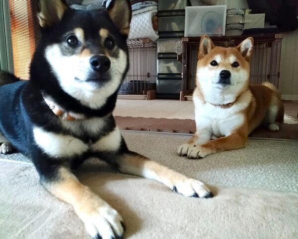 くつろぐわさびちゃん、くろ吉くん