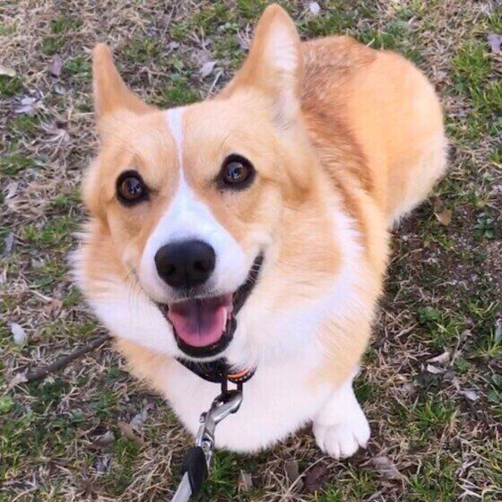 散歩するウェルシュ・コーギー・ペンブローク