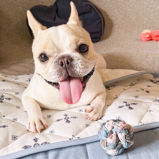 思わぬ誤飲事故に注意、犬用おもちゃの選び方 いぬのきもち