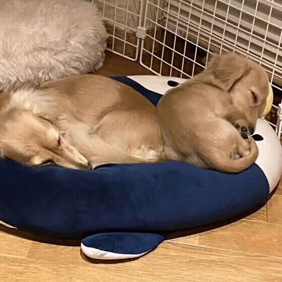 お姉ちゃんと仲良しのティガくん