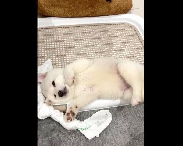 トイレの上で寝るおこめくん