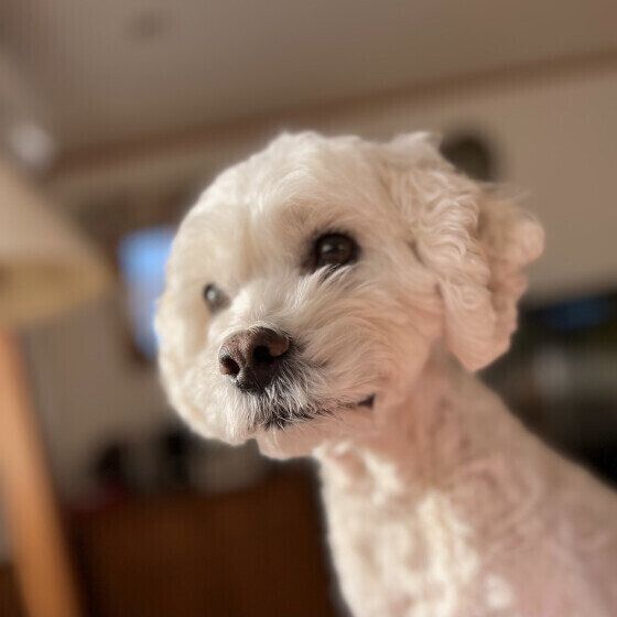 犬が自分のテリトリー（縄張り）を持つ理由 いぬのきもち