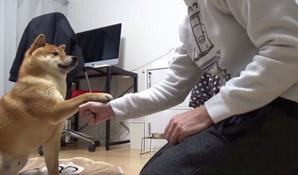 じゃんけんをする柴犬