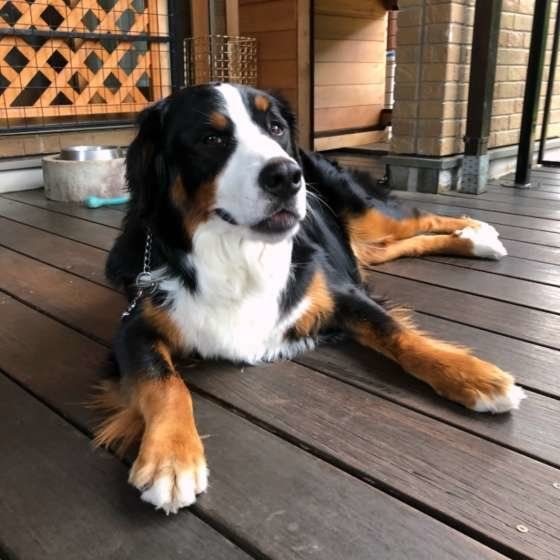 ウッドデッキで休憩中、後ろの食器大きいね！