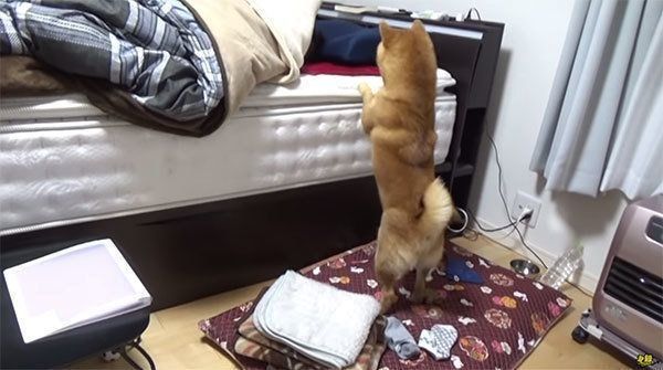 かくれんぼで遊ぶ柴犬