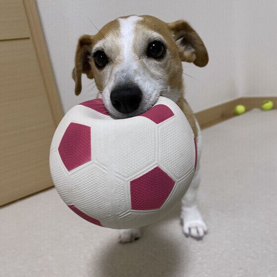 大きなサッカーボール持ってきました〜♪