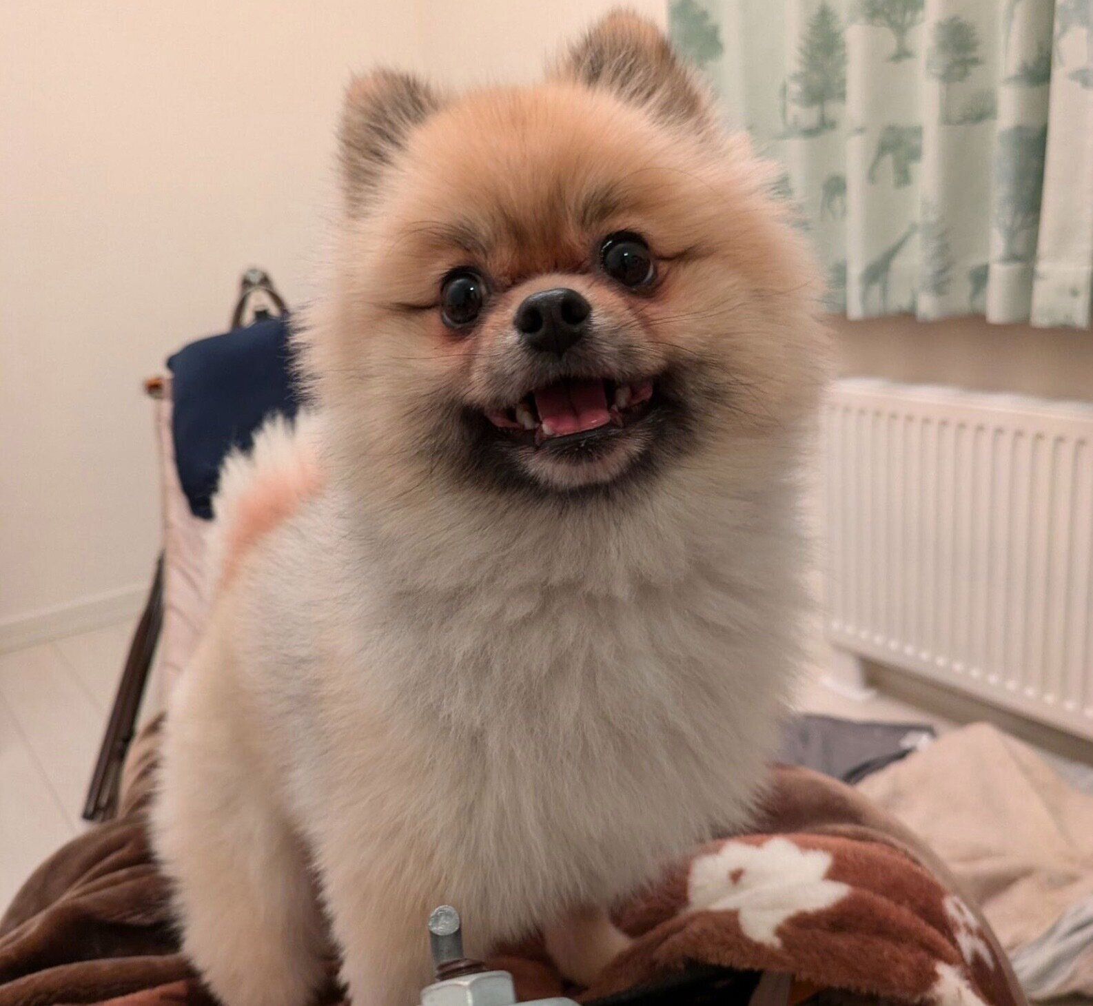 ニコッと笑う五郎くん