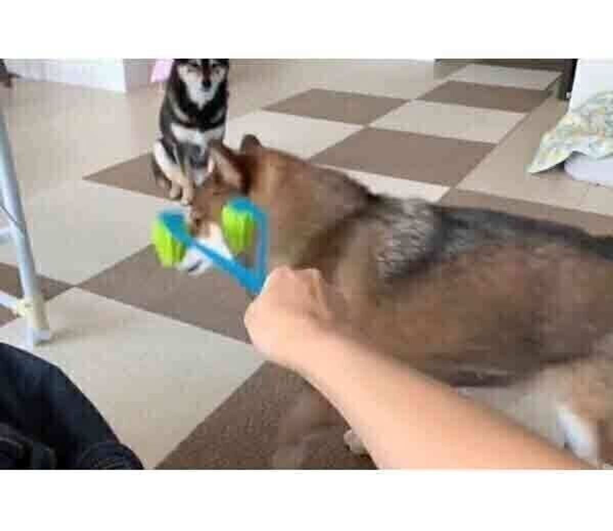 マッサージをするために 黒柴 を呼ぶと ごま柴 がカットイン 違う そうじゃない な展開に笑う いぬのきもちweb Magazine マッサージをするために 黒柴 を呼ぶと ごま柴 がカットイン 違う そうじゃない な展開に笑う いぬのきもちweb Magazine