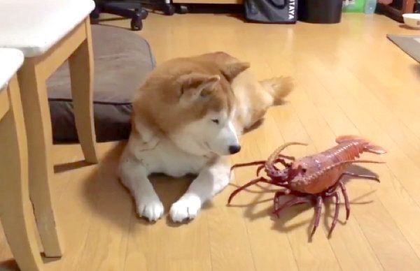 エビのフィギュアに困惑するロペさん