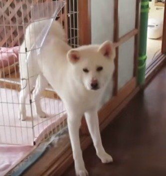 脱走失敗　ゆうきくん