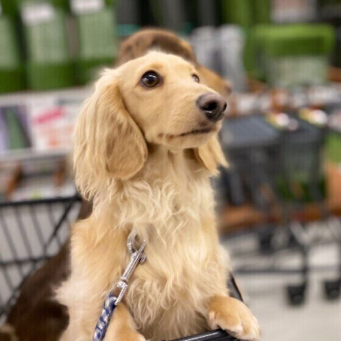 犬を触ると静電気が起こるのはどうして 獣医師に聞きました いぬのきもちweb Magazine 犬を触ると静電気が起こるのはどうして 獣医師に聞きました いぬのきもちweb Magazine