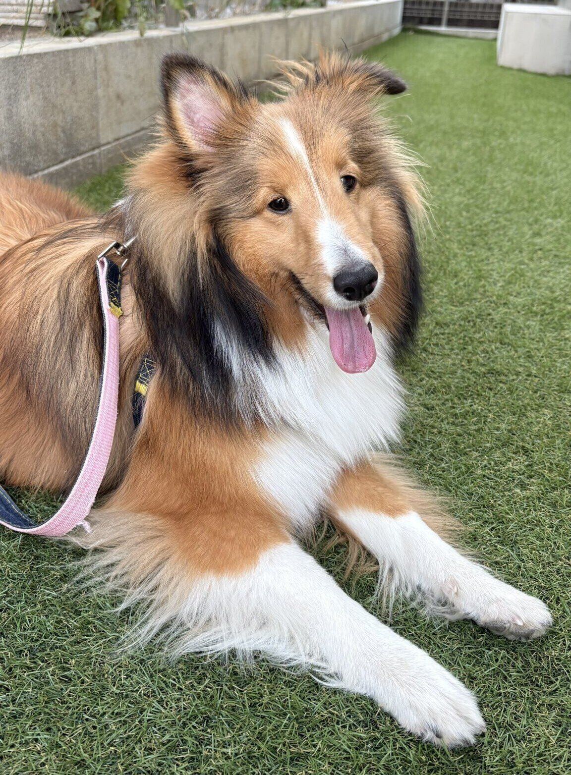 お庭で遊ぶきなこちゃん