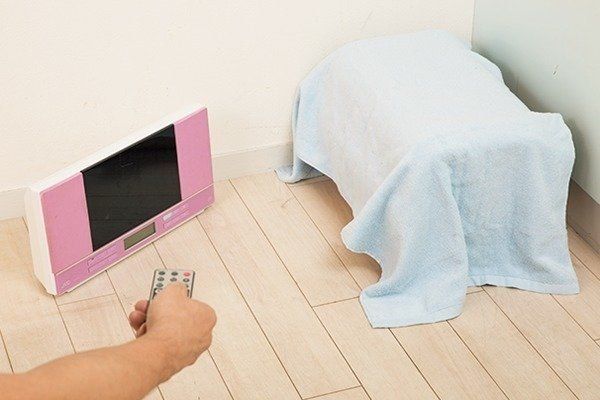 犬が 雷 花火 を苦手な理由 克服のコツは いぬのきもちweb Magazine