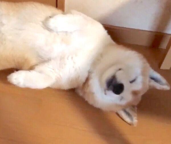 通行止めをするロペさん