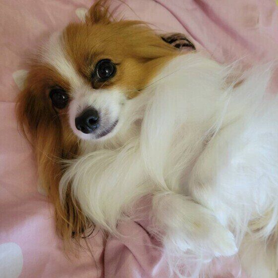 パピヨンのはるとくん