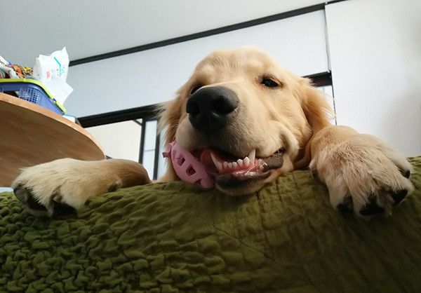 見つめるゴールデン・レトリーバー