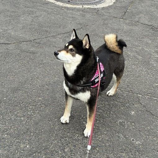 散歩をするあずきちゃん