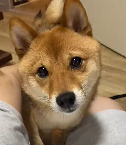 柴犬　ころくん