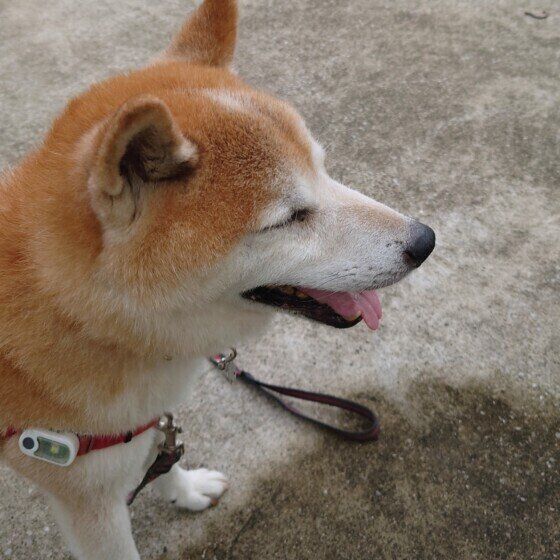嬉しそうな柴犬