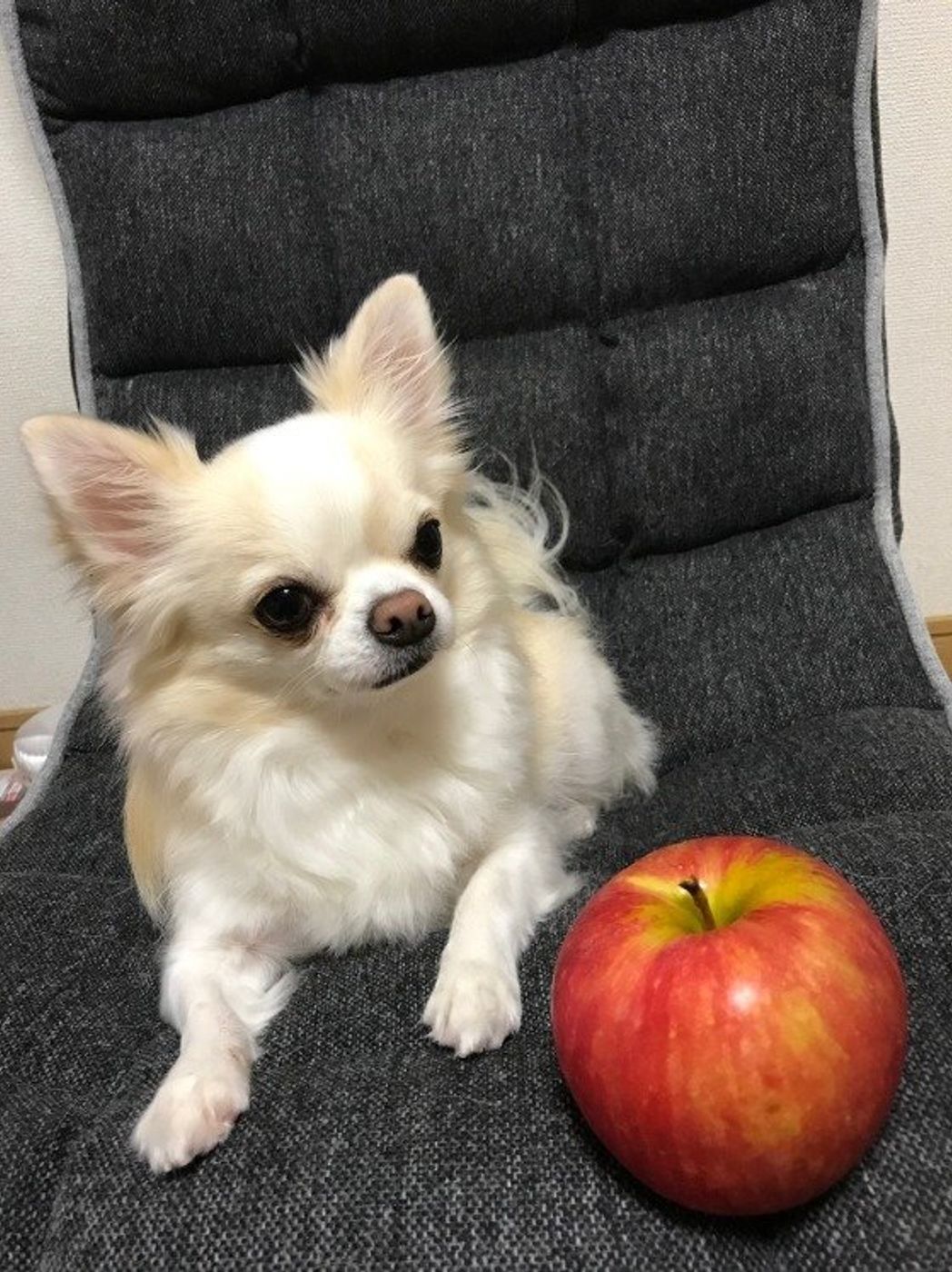犬に人気の りんご 与える際の注意点 適量は いぬのきもちweb Magazine 犬に人気の りんご 与える際の注意点 適量は いぬのきもちweb Magazine