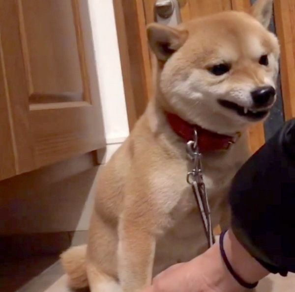 豆柴の豆千代くん