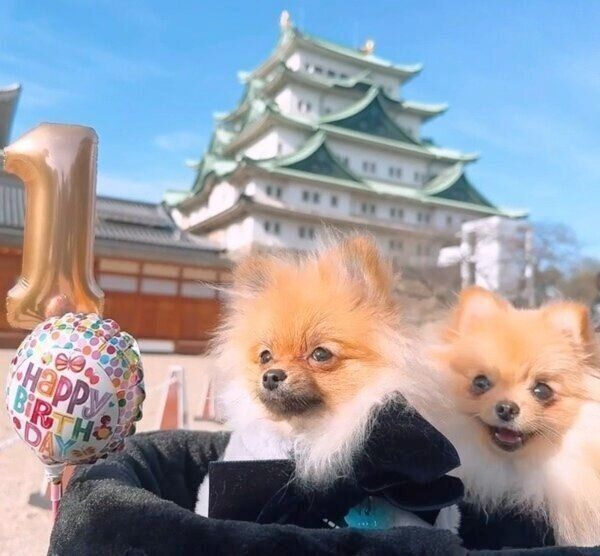 仲良く名古屋旅行をするテディちゃんとオチェちゃん