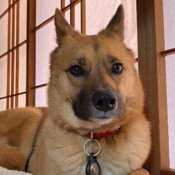 外の音に反応する茶豆ちゃん