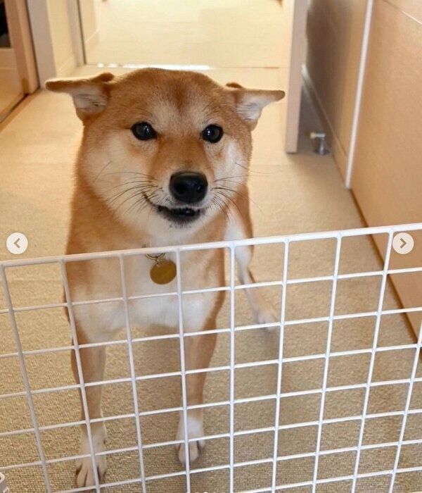 お兄さん家族が遊びにきて、大歓迎するはなちゃん