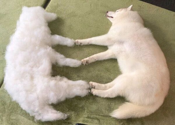 脱皮が完了したグーちゃん