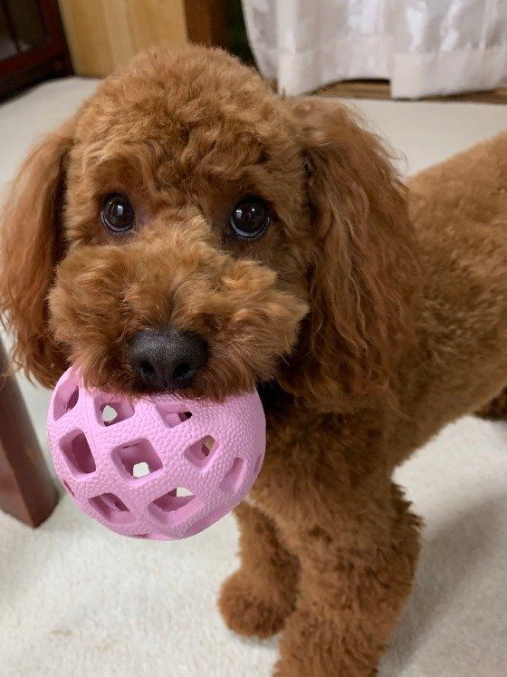 つぶらな可愛い瞳のトイプーちゃん