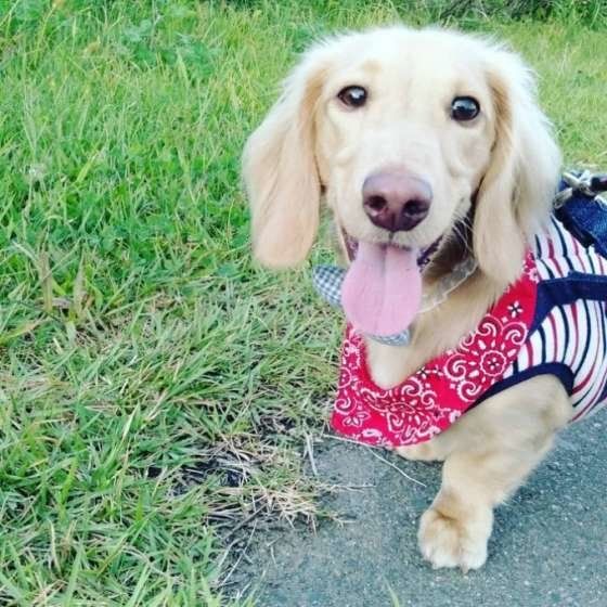 ダックスフンド