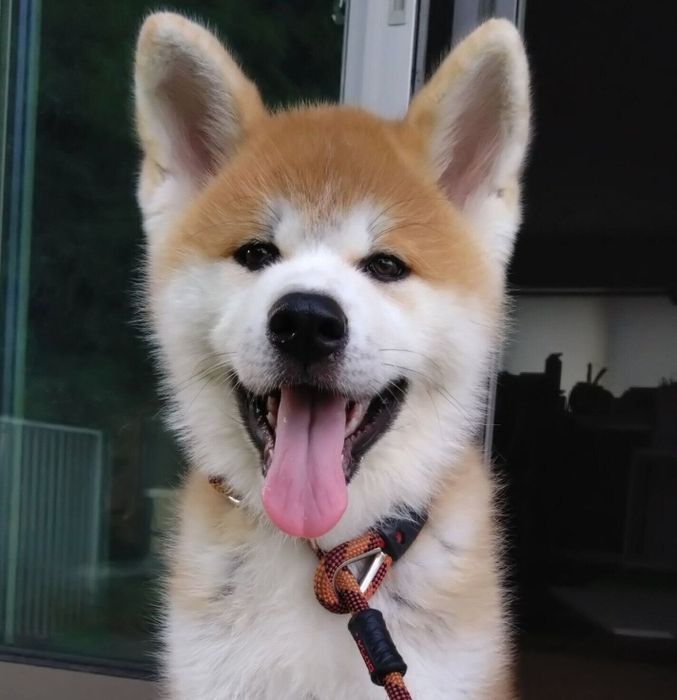 笑顔が可愛いもくくん