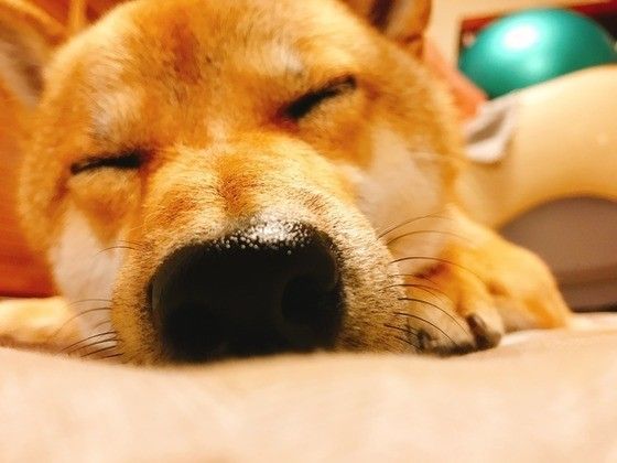 眠る柴犬