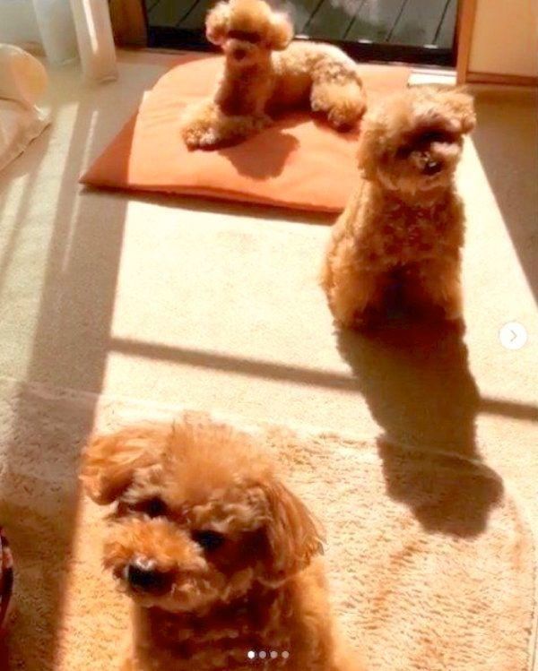 お返事できるトイ・プードル