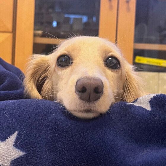 ミニチュア・ダックスフンドのシェルちゃん