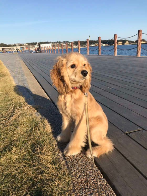 アメリカン・コッカー・スパニエル